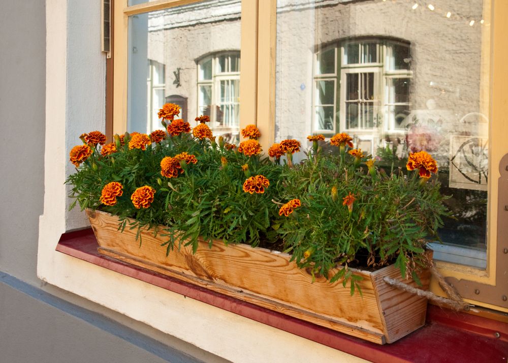 Window-Box-Plants-Flowers Window Box Plants Flowers