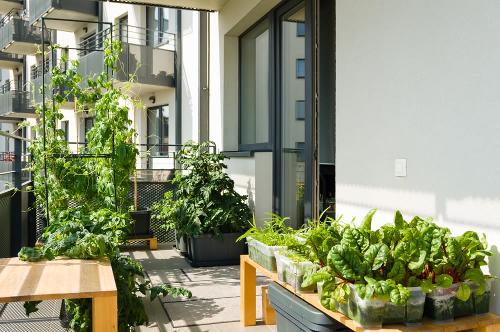 limited-outdoor-areas-for-garden limited outdoor areas for garden
