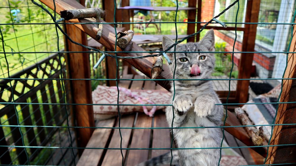 cat-in-a-safe-outdoor-space cat in a safe outdoor space