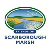 credit: Friends of the Scarborough Marsh