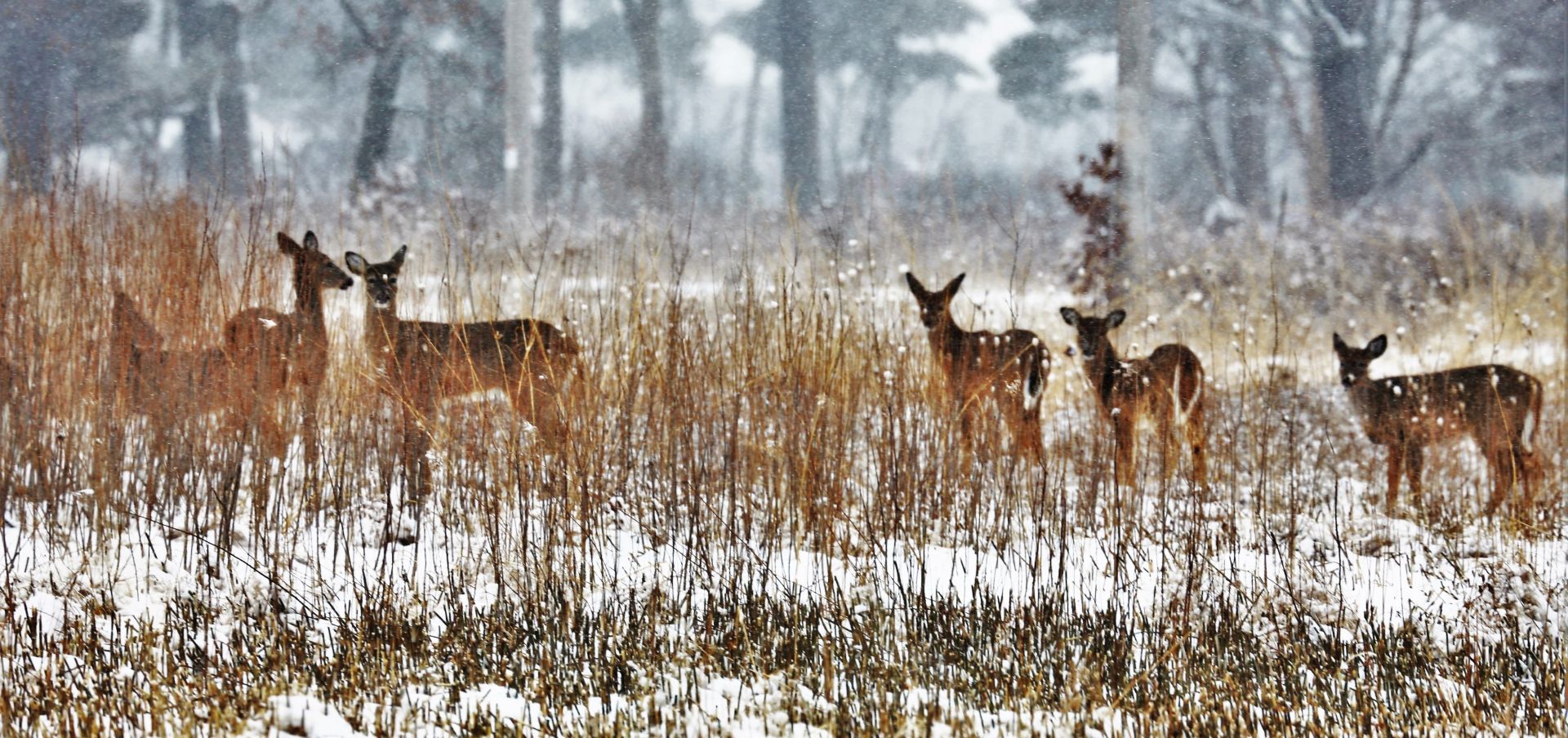 iowa acreages for sale near me for hunting outfitter