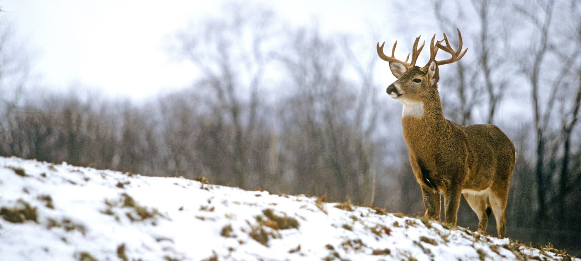 acreages for sale in iowa for deer hunting