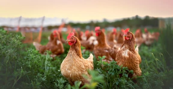 chicken farming in iowa