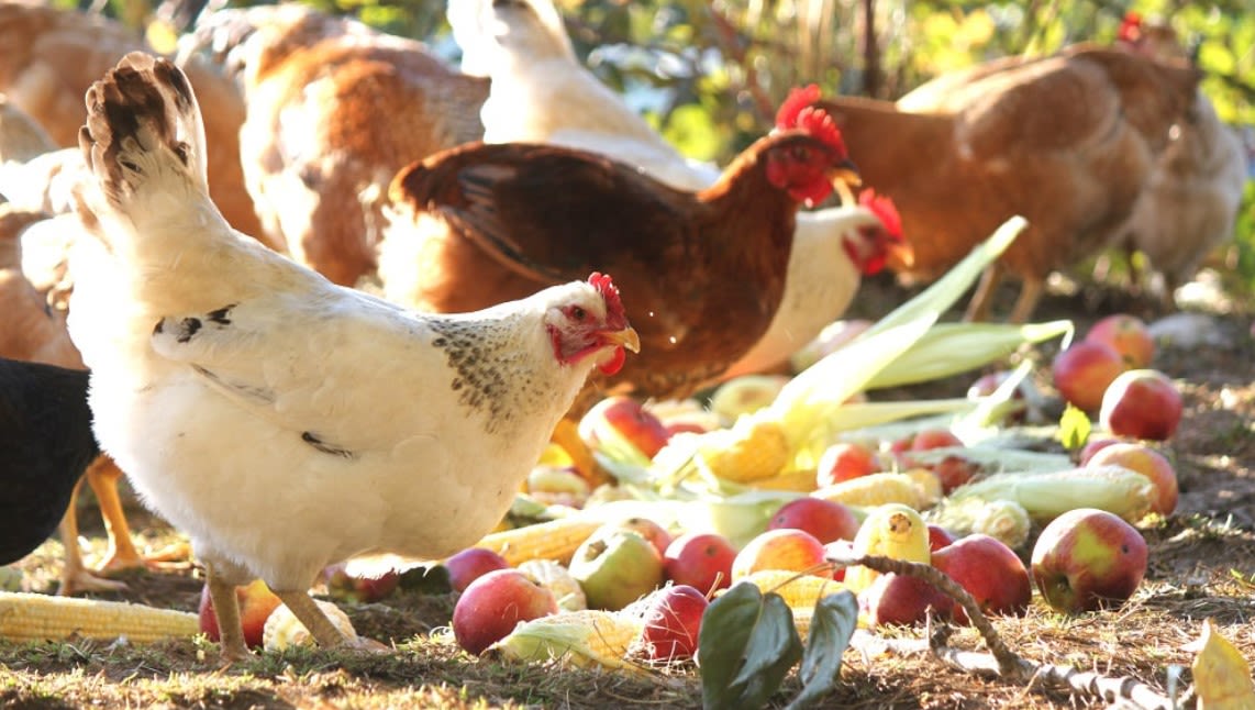raising chickens in iowa on an acreage