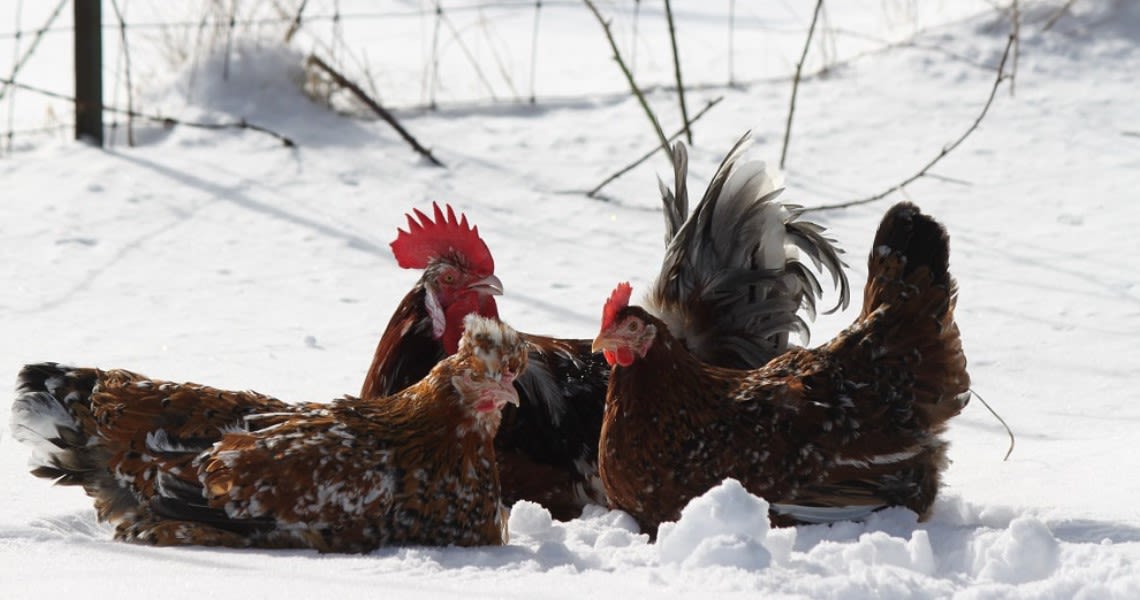 chicken how to start farming eggs