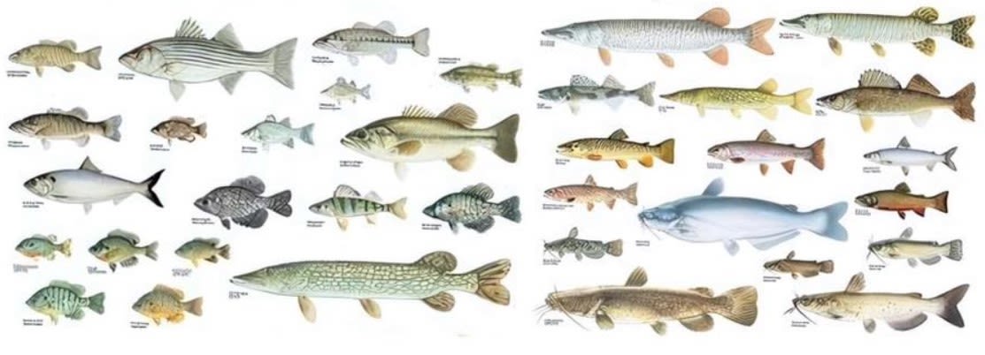 Photo of Iowa fish species in best lakes and rivers