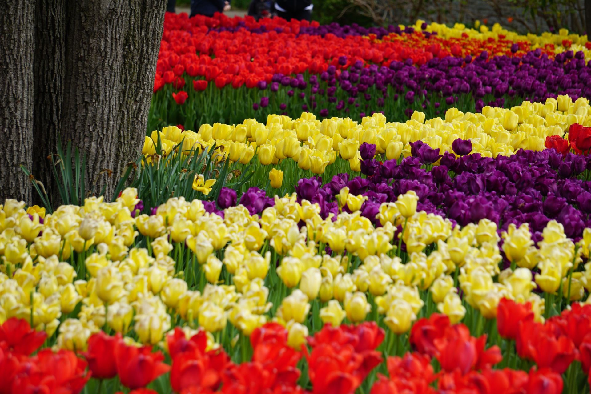 Spring Tulip Display at Cincinnati Zoo Spring Tulip Display at Cincinnati Zoo