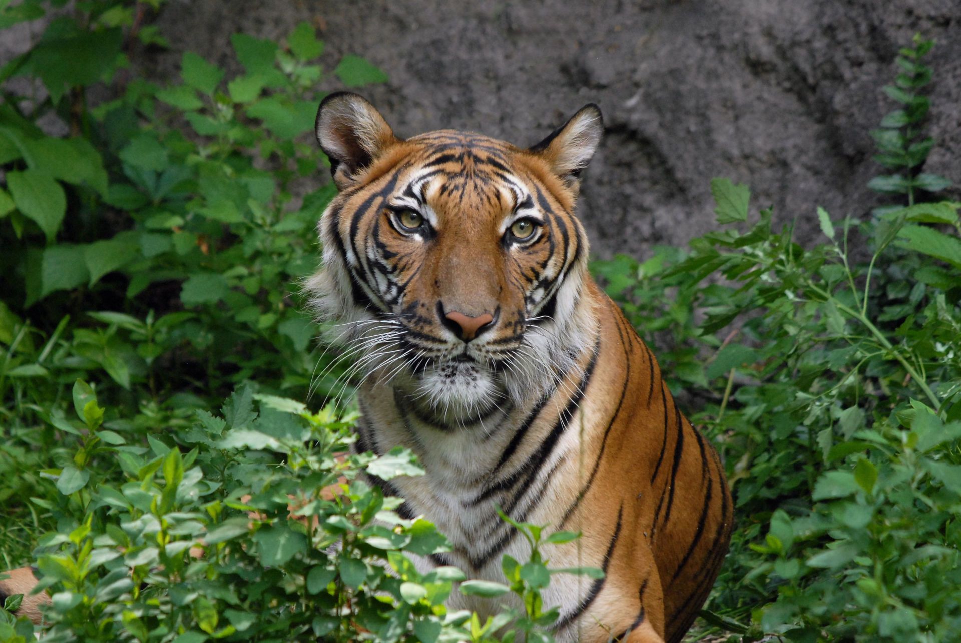 Bengal Tiger at Cincinnati Zoo Bengal Tiger at Cincinnati Zoo