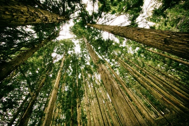 Looking up trees