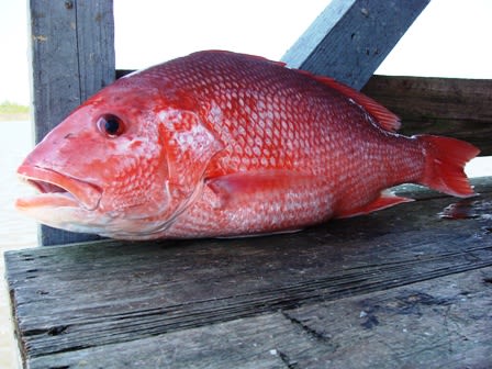 Red Snapper
