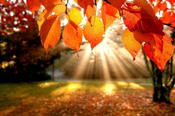 Fall Leaves