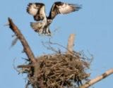 Bon Secour Wildlife
