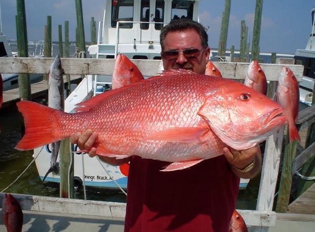 Red Snapper of Gulf Shores