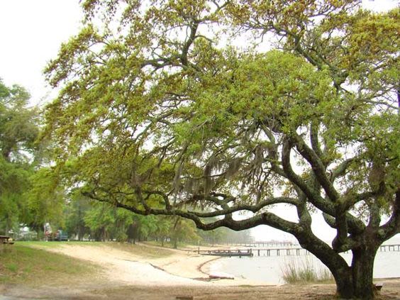Fairhope Moss Covered Tree