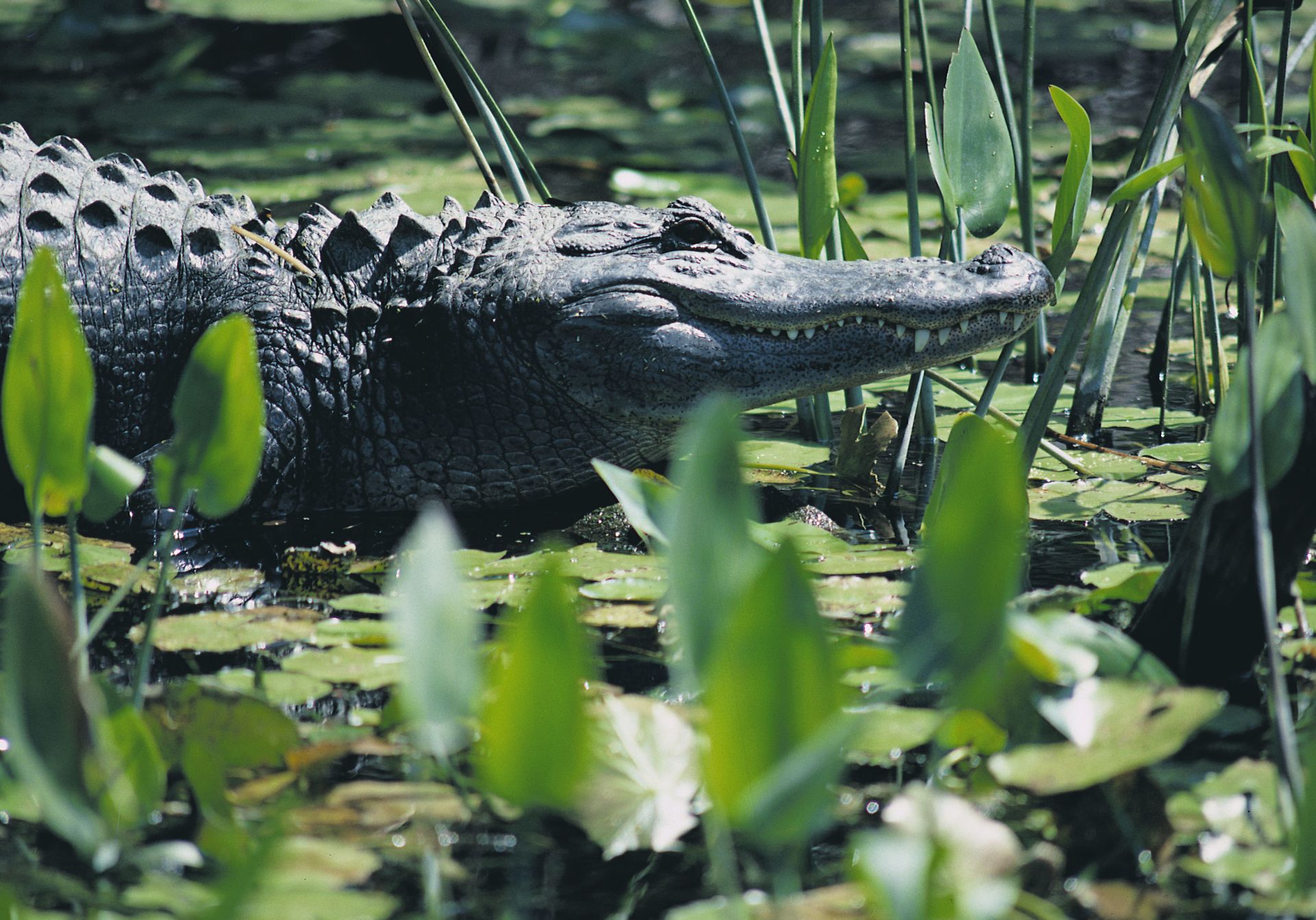 Fairhope Weeks Bay Alligator