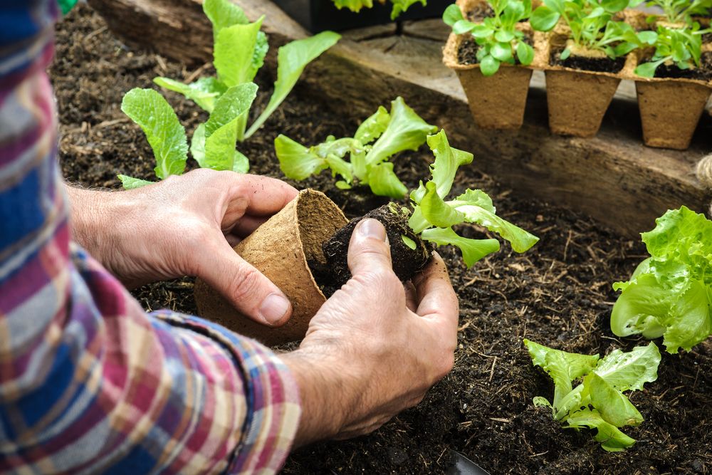 Transplanting Transplanting