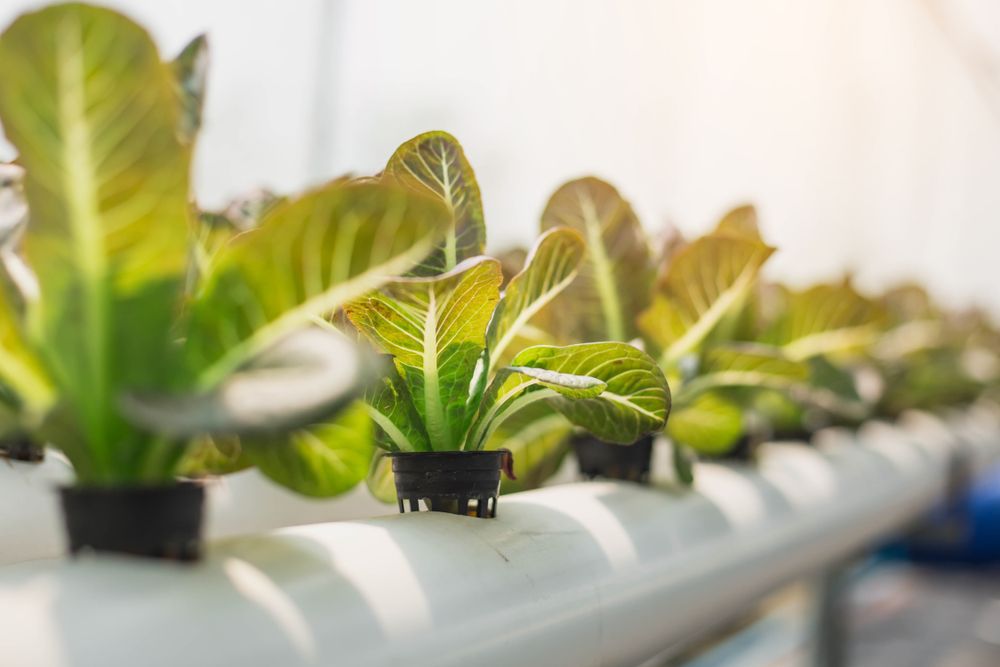 hydroponics hydroponics