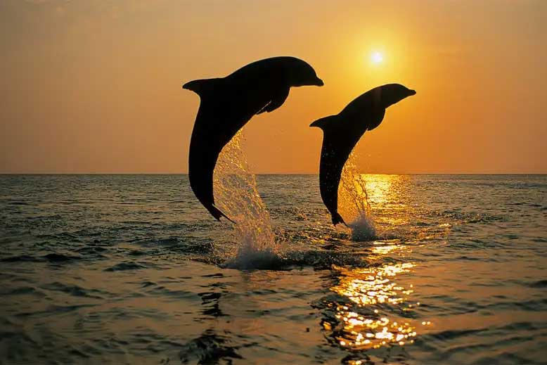 anna maria island dolphin sunset
