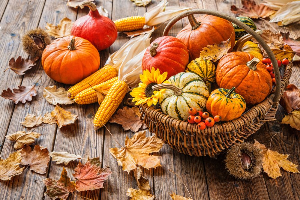 variety-of-pumpkins-arranged-beautifully-in-a-basket variety of pumpkins arranged beautifully in a basket