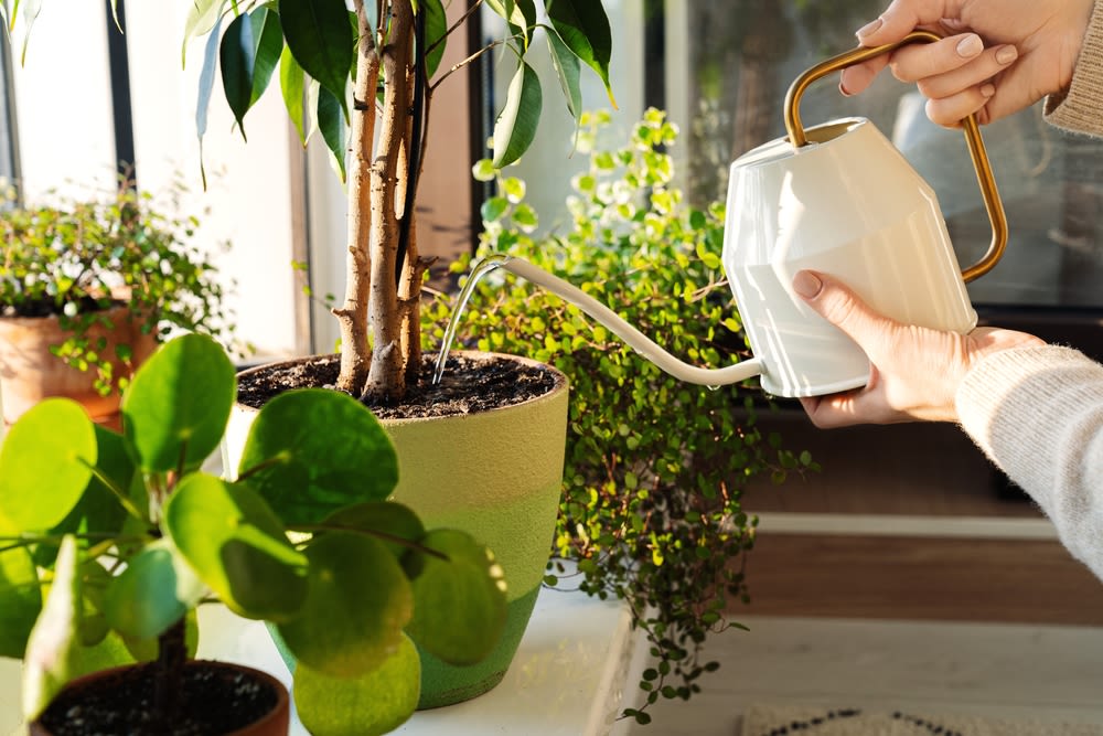 Techniques-in-watering-plants Techniques in watering plants