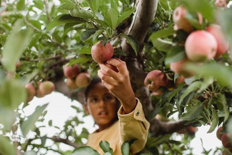 Let the whole family have some fun A girl on a tree is picking an apple – one of the must bucket list activities for families