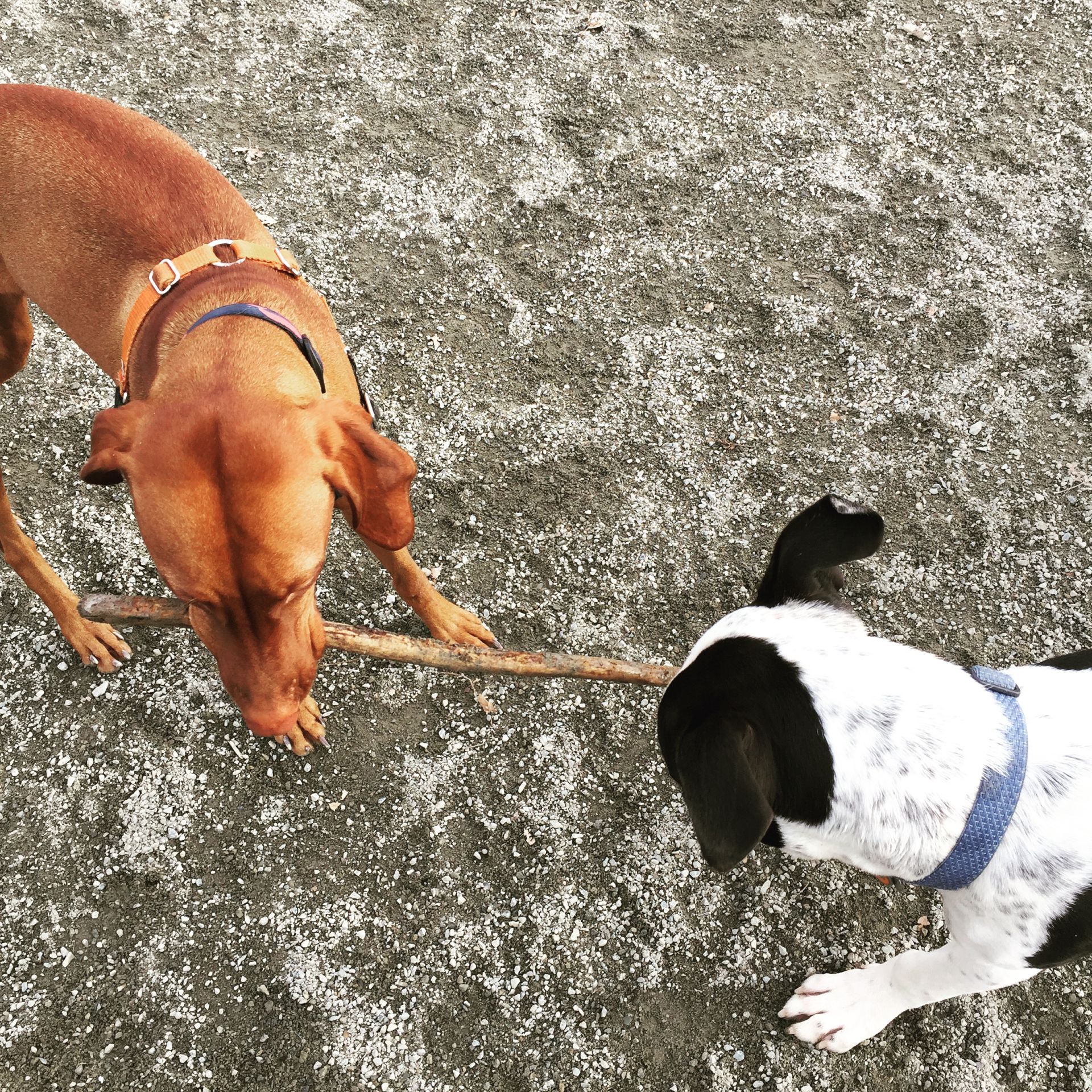 This never gets old...stick tug-o-war
