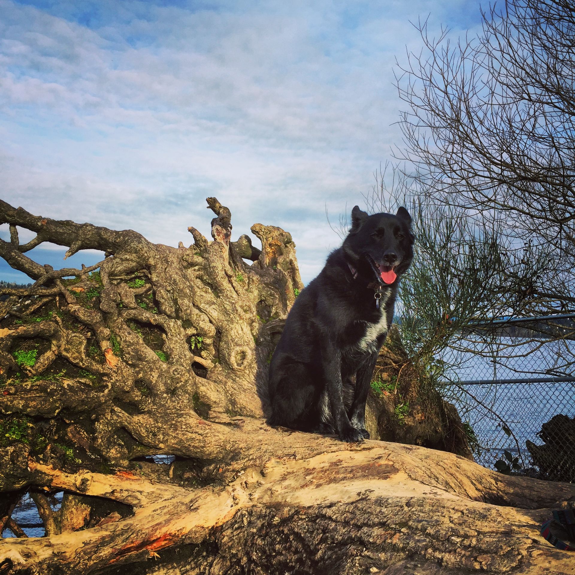 Bettie the Wonderdog at Magnuson's Offleash Dog Park Overlooking Lake Washington