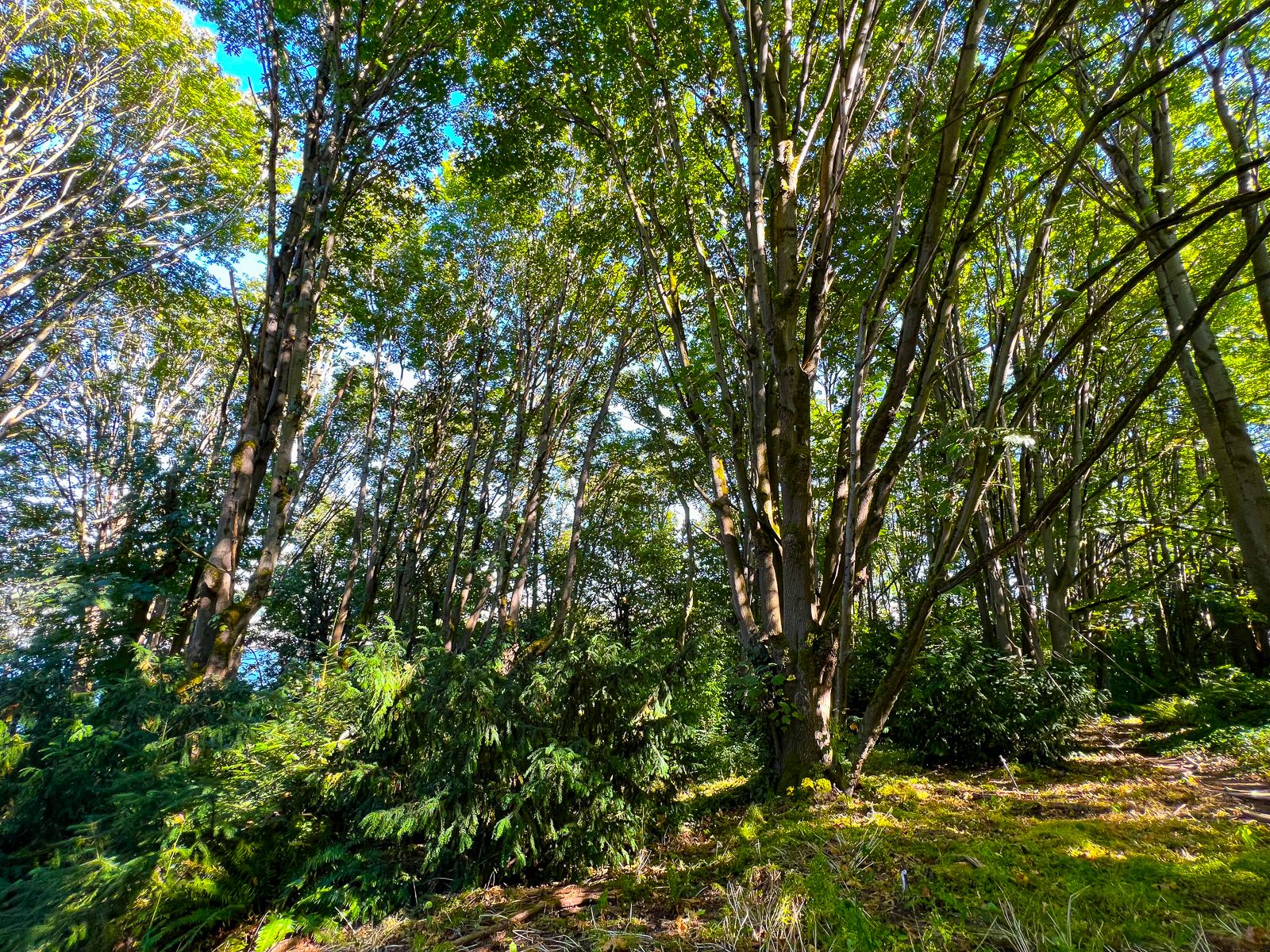 Beautiful native plantins surround the small block