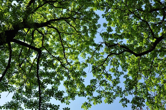 Trees with a lot of shade