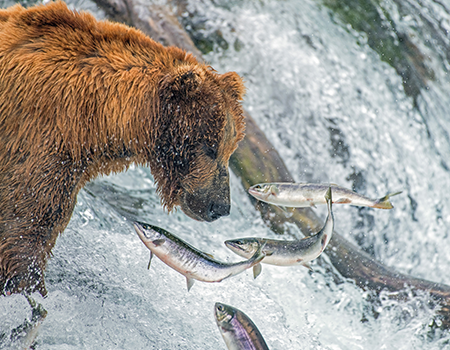 Oversight in Alaska is ulike any other state.