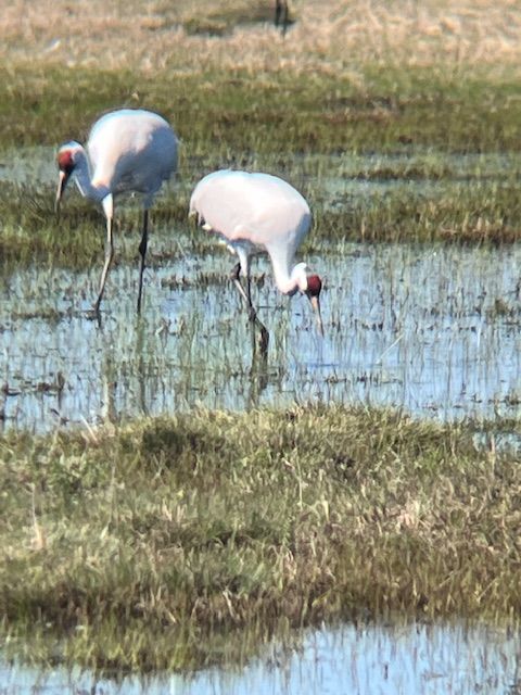 Whooping-Cranes-Goose-Island-Saltwater-Shores-Team-Coldwell-Banker-Island-Escapes-Port-Aransas Whooping Cranes on Goose Island
