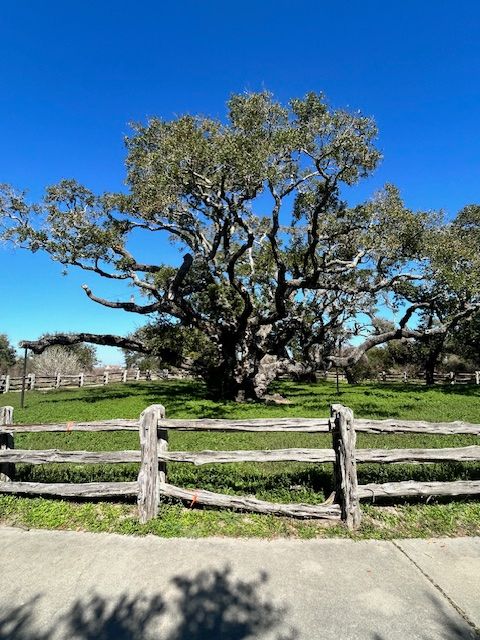 The-Big-Tree-Goose-Island-Saltwater-Shores-Team-Coldwell-Banker-Island-Escapes The Big Tree Goose Island, Rockport, Texas