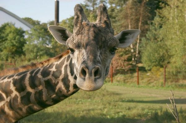 Picture of a Giraffe at the Franklin Park Zoo in Boston MA