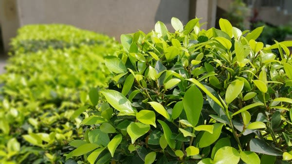 Landscapped Boxwood Shrub in front of Home