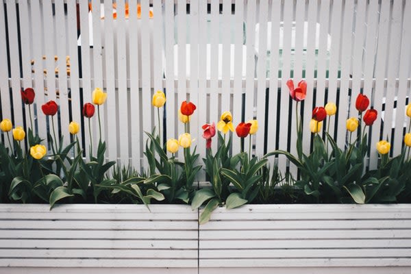 Boxes of Tulips in front of a nice home