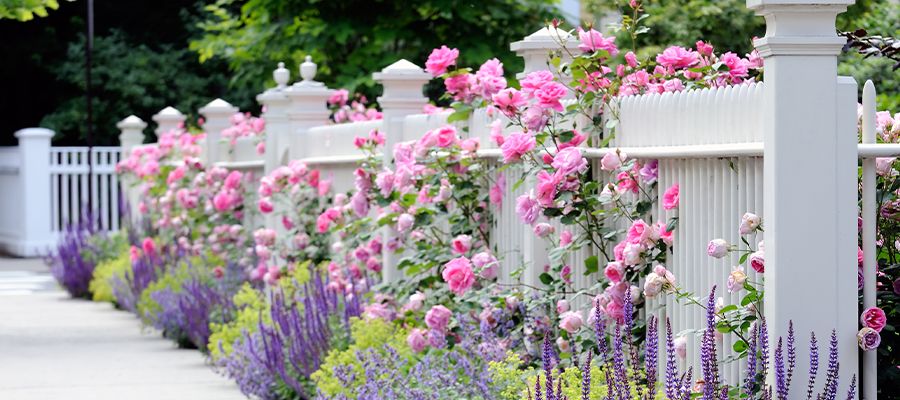 white picket fence with pink roses