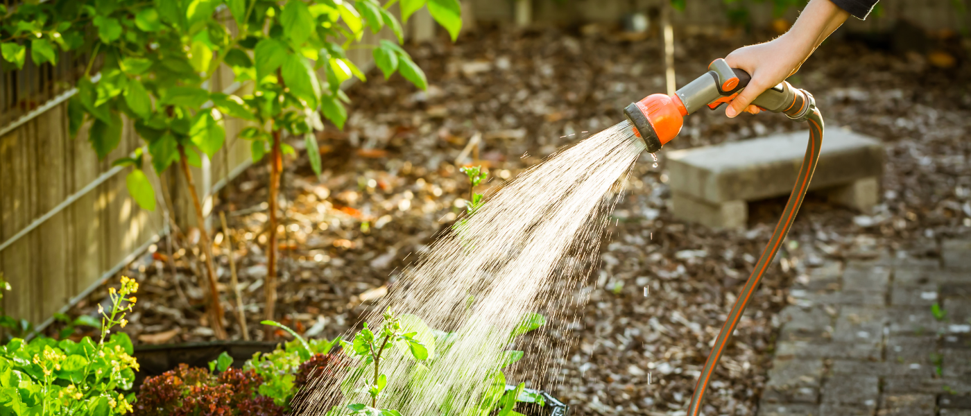 watering plants