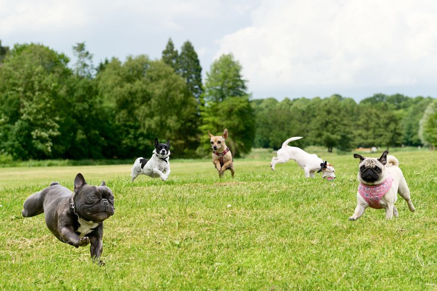Burnsville Dog Park