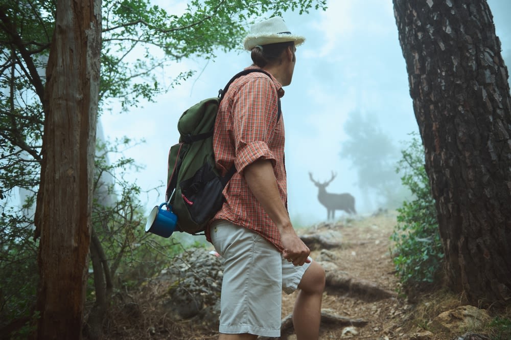 Wildlife Encounters