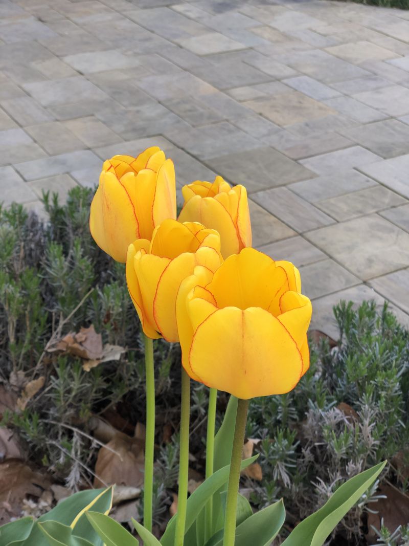 Yellow tulips in bloom in Boise’s North End with a patio in the background in spring
