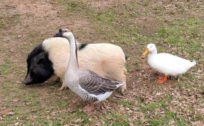 Some of the many critters Melissa Summers tends to daily on her East Texas farm. Country Roots Realty, Melissa Summers Realtor, Carthage Texas, Panola County, East Texas Realtor