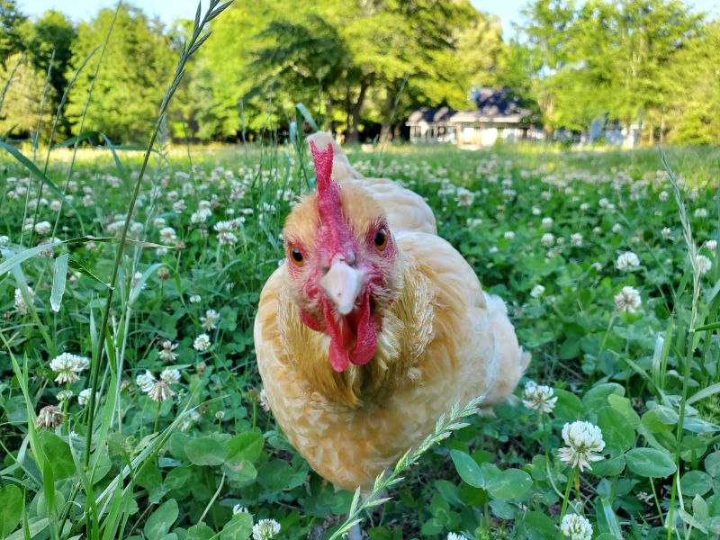 "Chief The Chicken at Country Roots Realty in the Pineywoods of East Texas. Country Roots Realty, Melissa Summers Realtor, Carthage Texas, Panola County, East Texas Realtor
