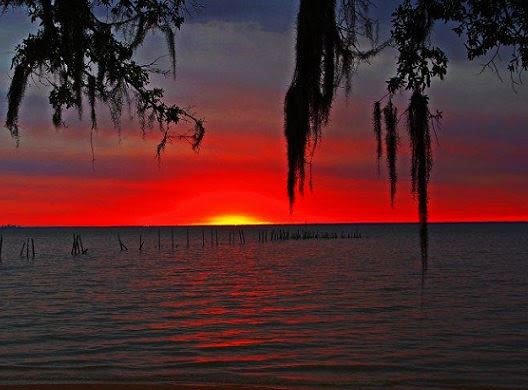 Daphne Red Sunset
