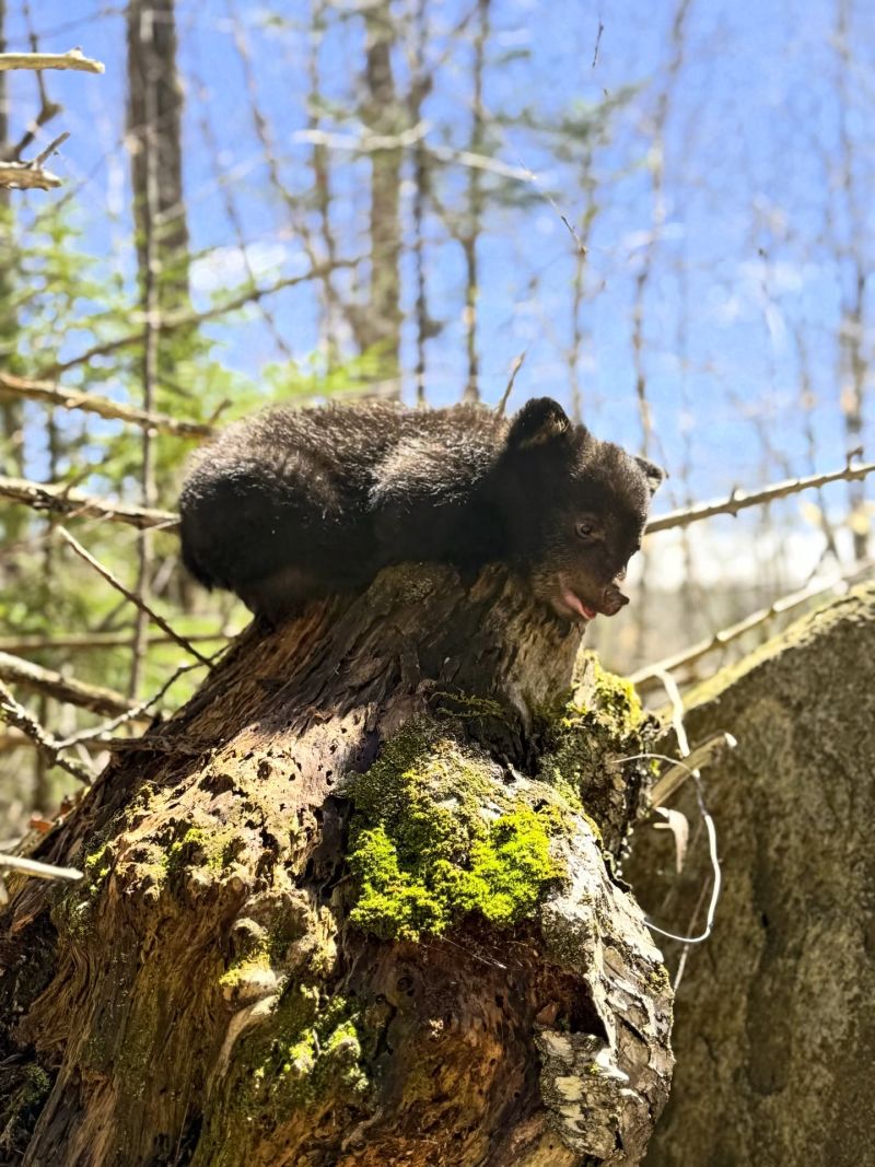 Hiro the bear cub at Kilham Bear Center