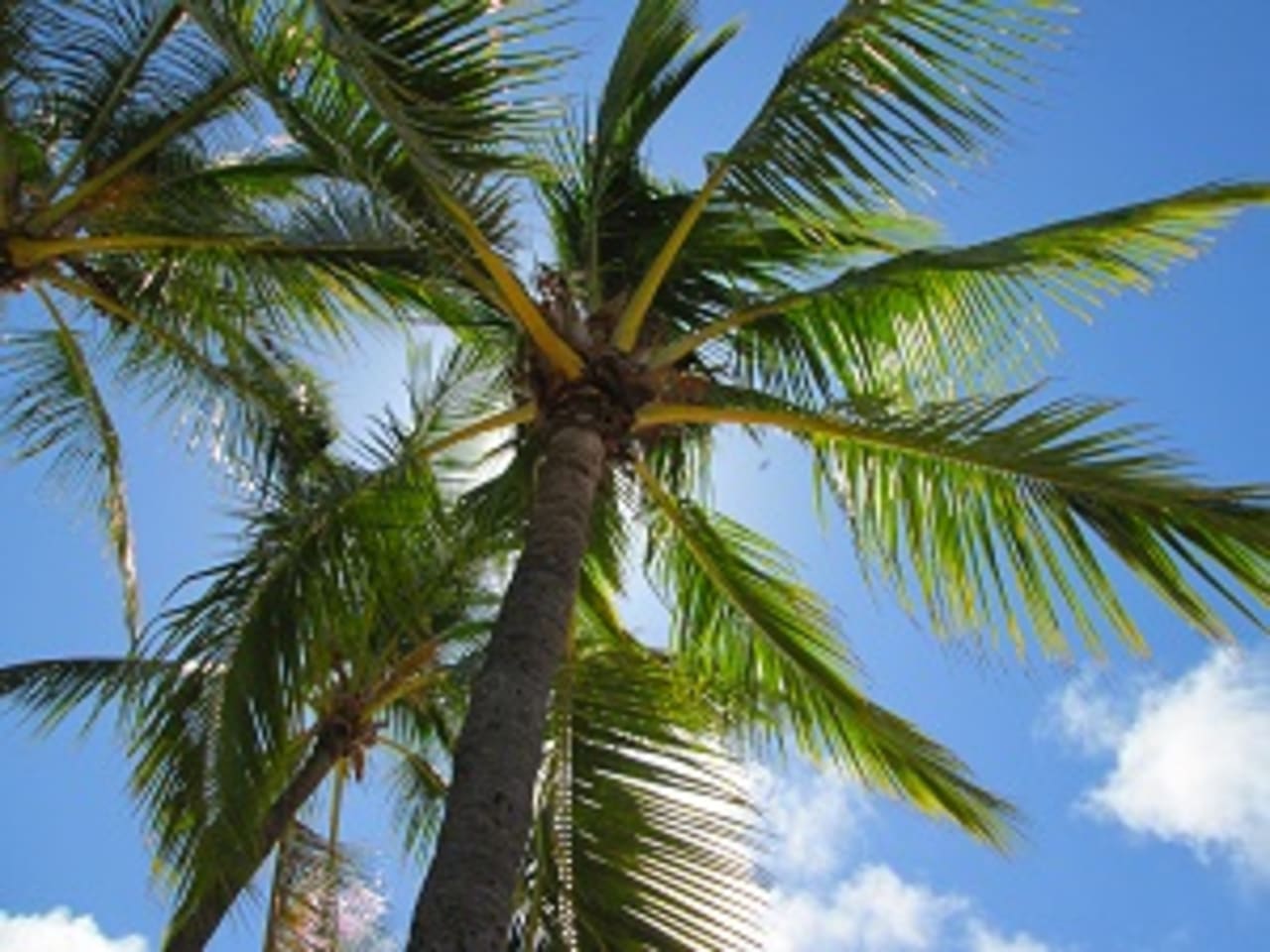 Playa Vista inception-app-prod/MzBiZTk5YWYtYmZmMi00NTg0LWI2ZjItN2Q2NTEwYjFmNjVl/content/2016/08/palm-tree.jpg