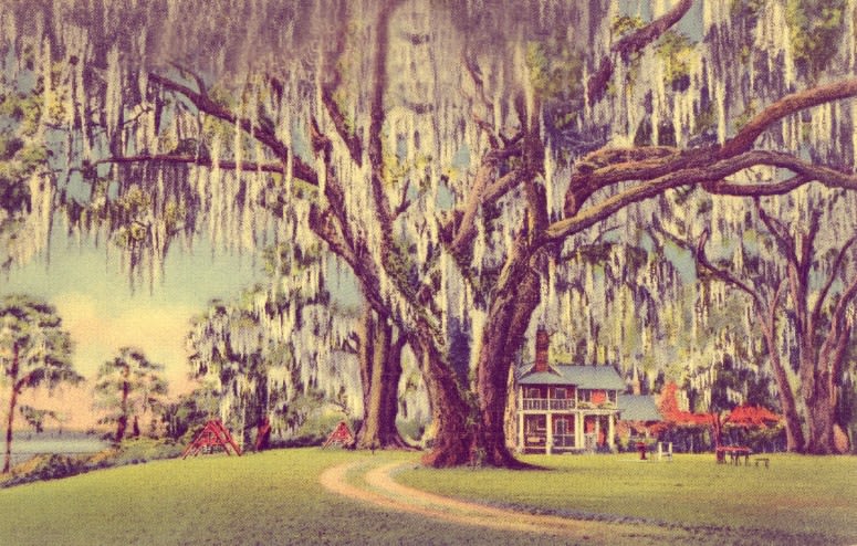 Mandarin inception-app-prod/NjQzZWI1MGYtMjg5My00ZDRjLTkzODQtMWI2ZTc2ZjgyNDAz/content/2021/06/floridas-largest-live-oak-mandarin-1939.jpg