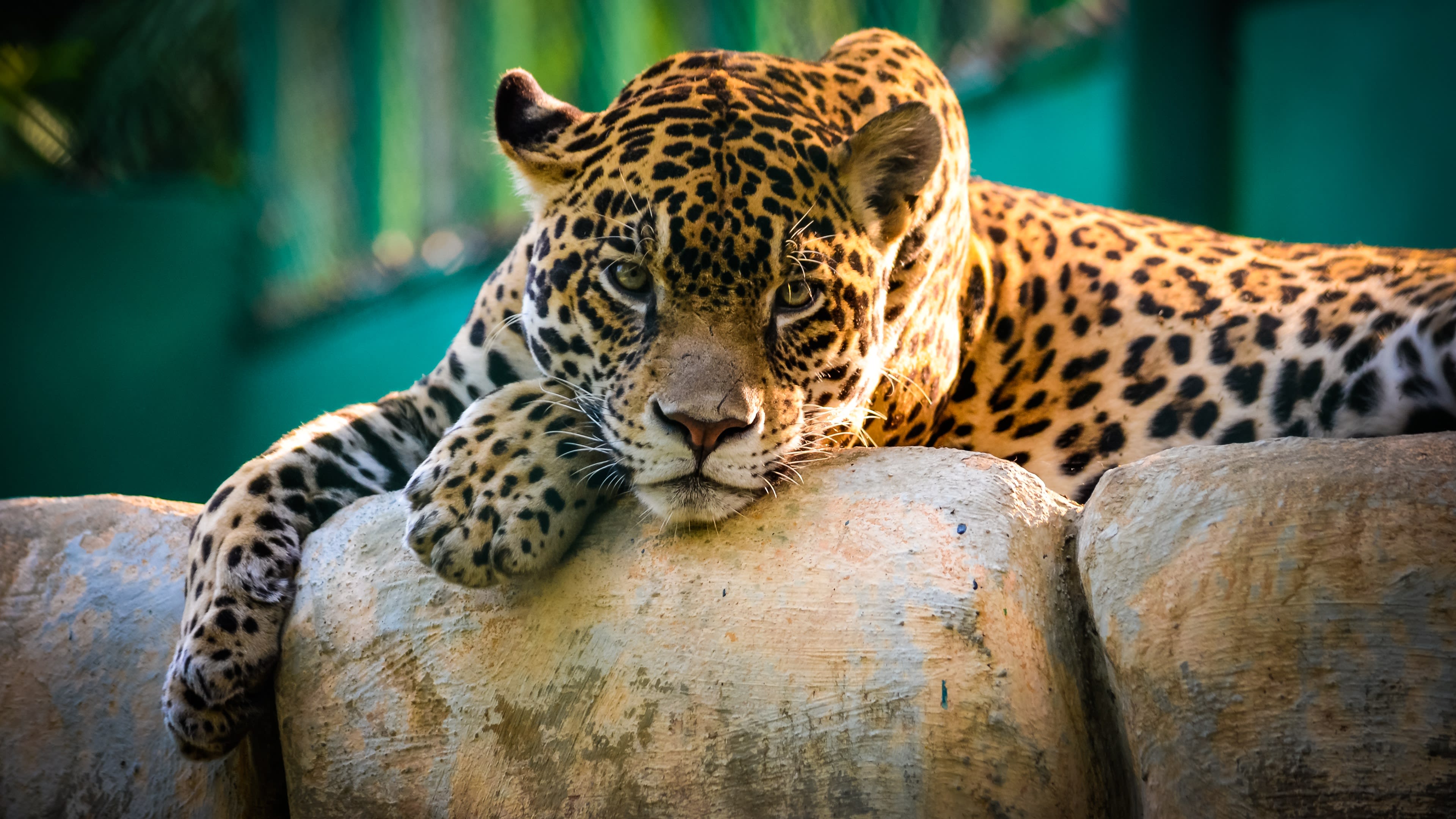 Sara’s “Top 10 Mistakes” When Selling Your Home inception-app-prod/YjVjNDlhYWQtZmNkMC00ZDUwLTljZGQtMzNhMzM3MTI4OGU0/media/2015/09/Leopard image from unsplash.jpg