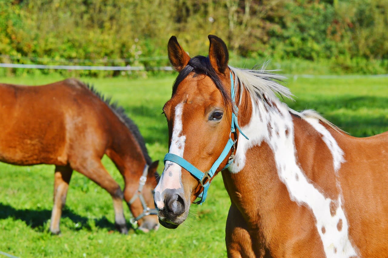 Indian Land | 29707 inception-app-prod/ZDU1NjVkY2ItY2U5Yy00Y2E0LThjMGItZGRkOWMzYjJiZWNh/content/2017/12/horse-2820352_1280.jpg