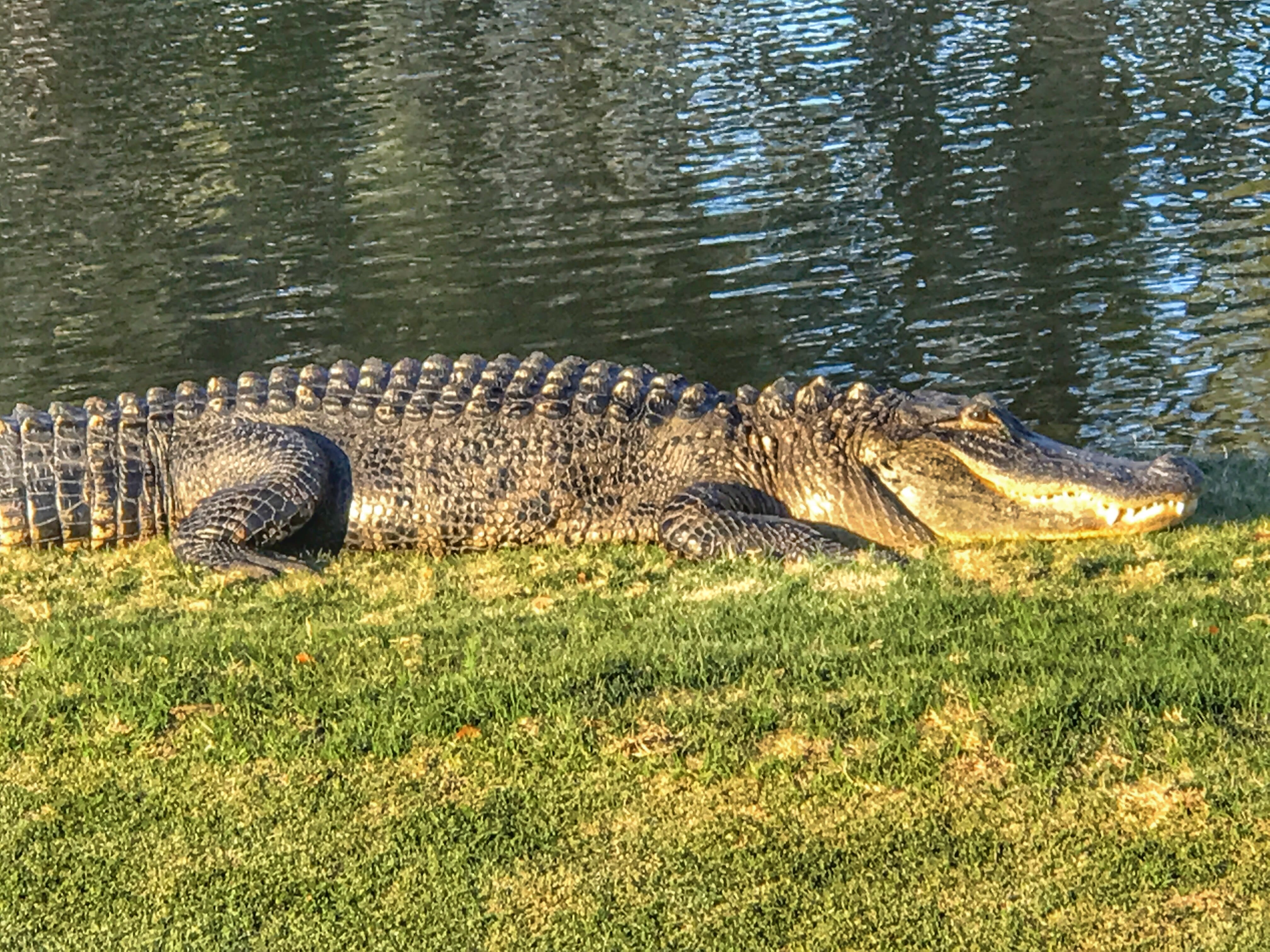 Moss Creek inception-app-prod/ZTk3ZmY4ZjQtZGRmMC00MjIzLTg5MzUtNzBhNGI2YTg0Y2I3/content/2021/03/5fec76fd-eae7-441d-b424-8b71b369317f1201a.jpeg