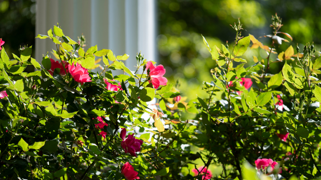 Landscaping Can Help Sell Your Home inception-app-prod/ZTcwYmZjNjYtNDYwMi00YmQzLTg5ZWUtZmUzNDYzYWE2ZDVk/content/2021/08/Websiteblogpostphotos%284%29.png